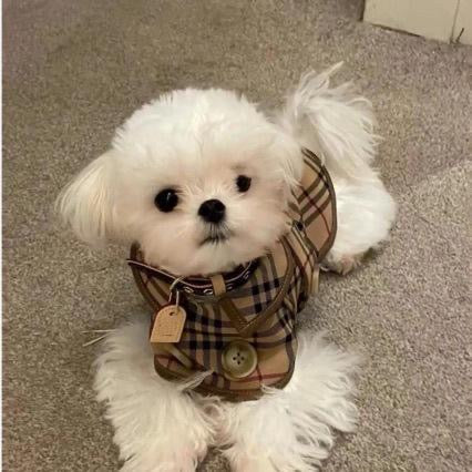 Elegance Paris dress