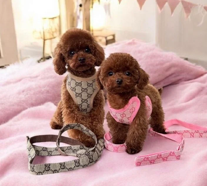 HARNESS, LEASH & CHAINS